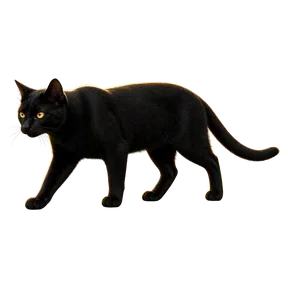 Prowling Cat Wild
