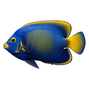Angelfish