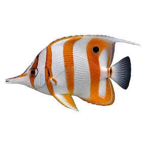 Butterflyfish