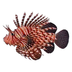Lionfish