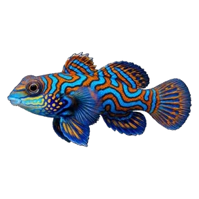 Mandarinfish