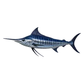Blue marlin