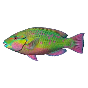 Parrotfish