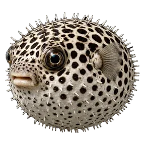 Pufferfish