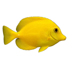 Yellow tang